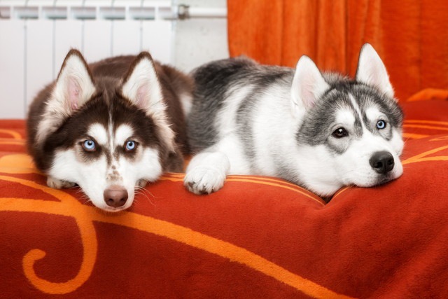 仲良しな2匹の犬