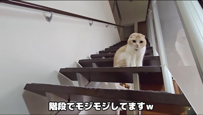 階段の中腹から飼い主を見つめる猫