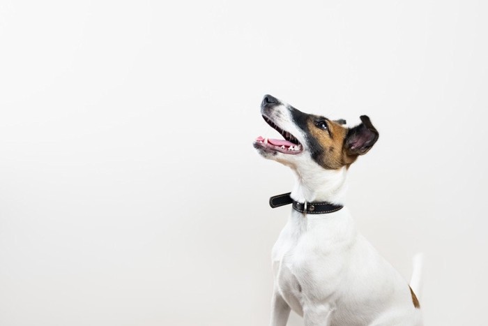 上を向いている犬の写真