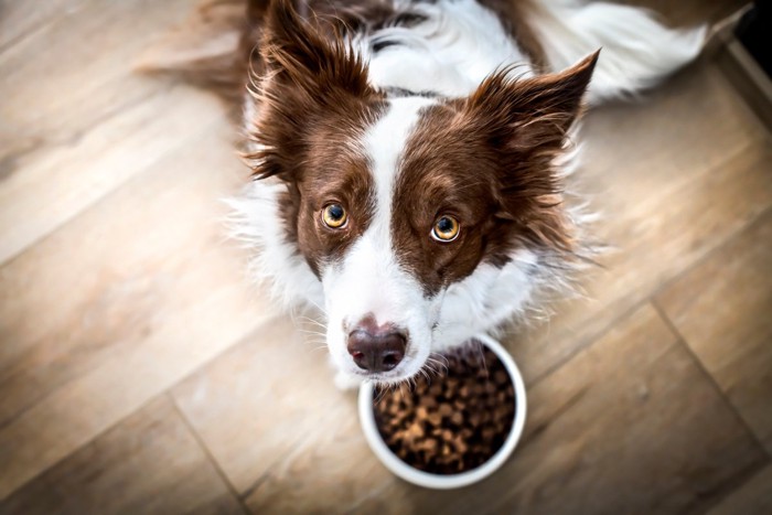 ご飯を食べずに見上げる犬
