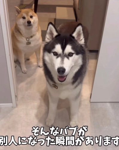 カメラを見る2匹の犬