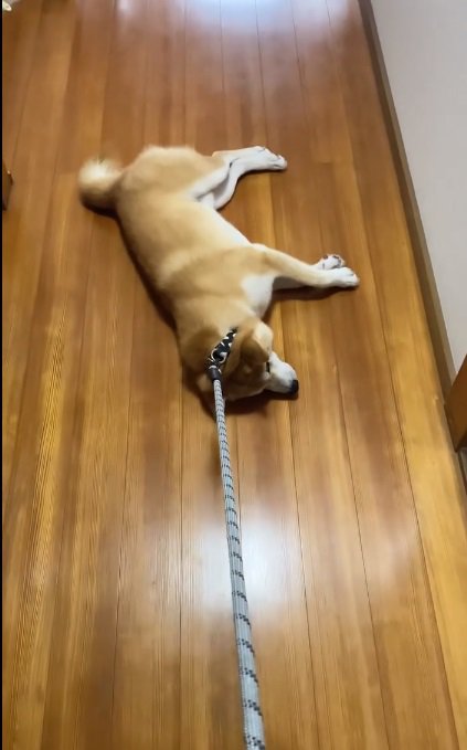 引きずられ続ける柴犬