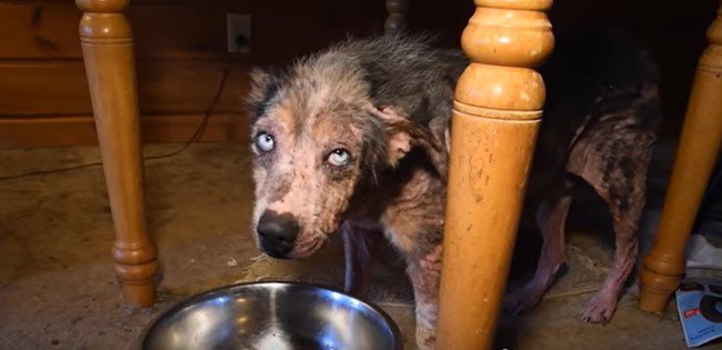 テーブルの下から見上げる犬