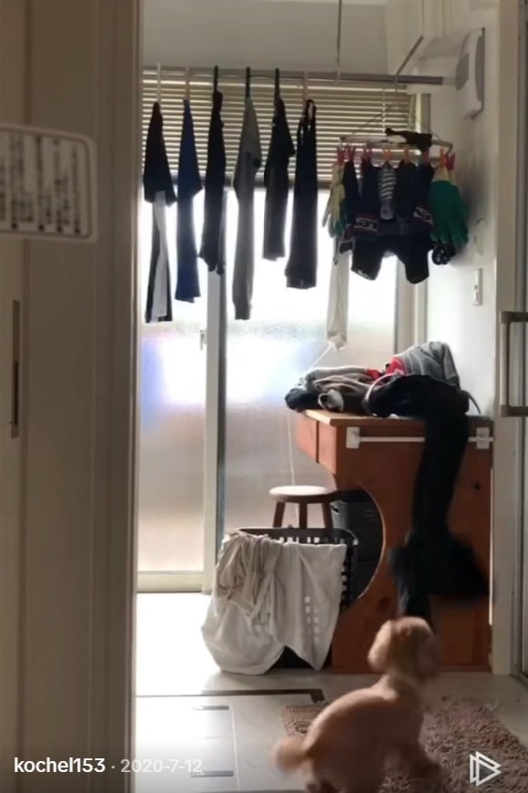 洋服を引っ張るりゅっくちゃん