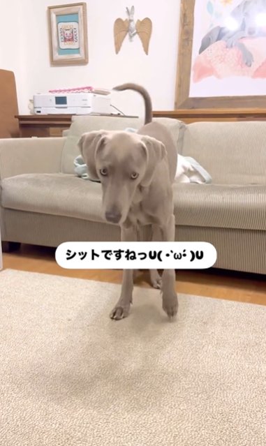 ソファーに向かって後退するワイマラナー