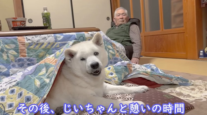 こたつに入る犬