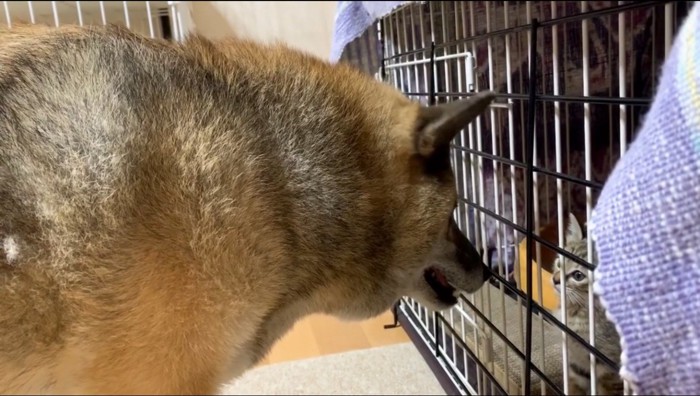 ケージに入った子猫を見つめる犬