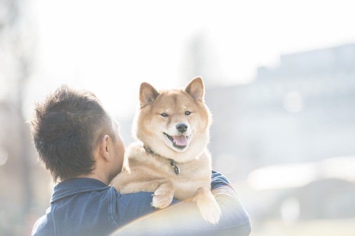 男性に抱っこされている柴犬