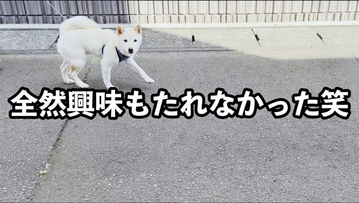 飼い主を見て通り過ぎる白柴