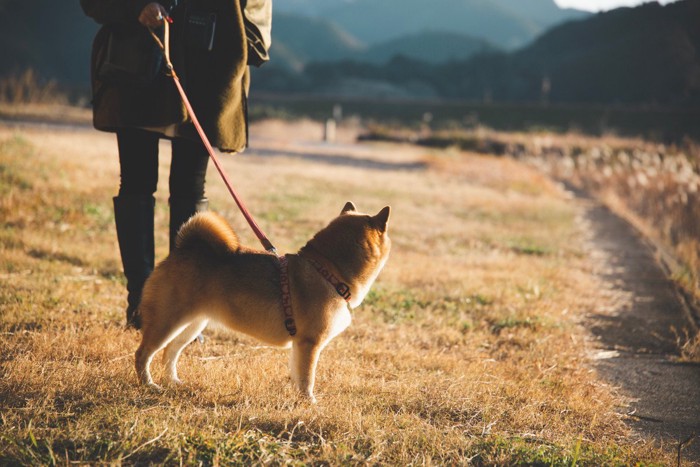 散歩している柴犬