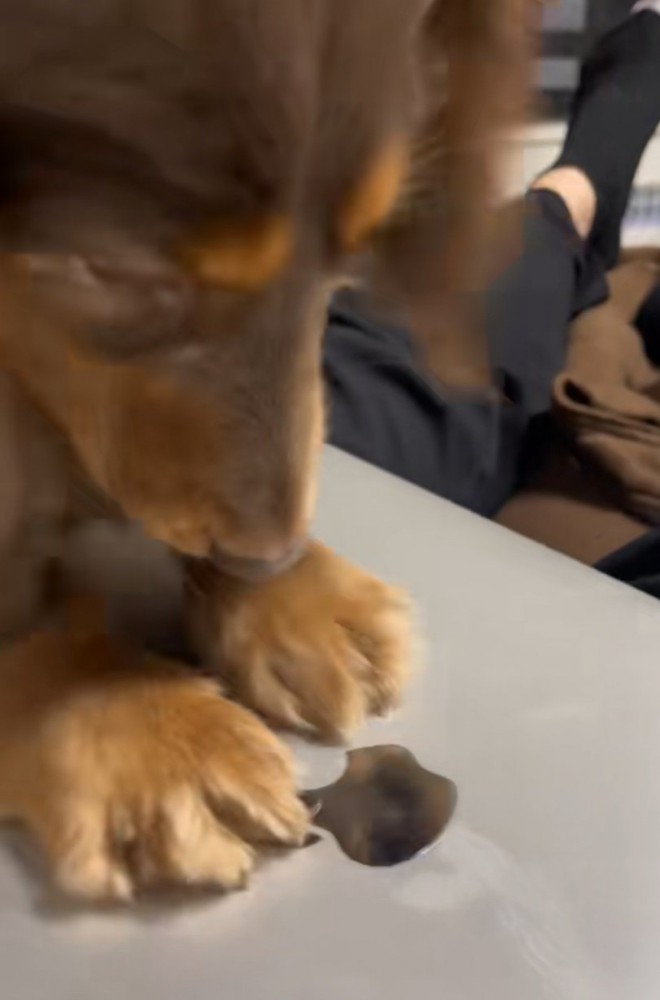Appleマークを剥がそうとする犬2