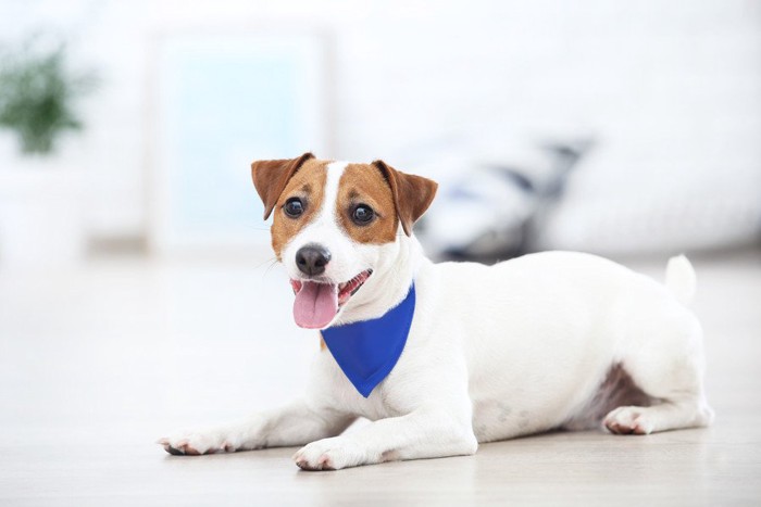 部屋の中で楽しそうな犬