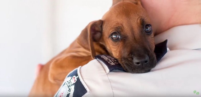 女性の肩越しに見える犬