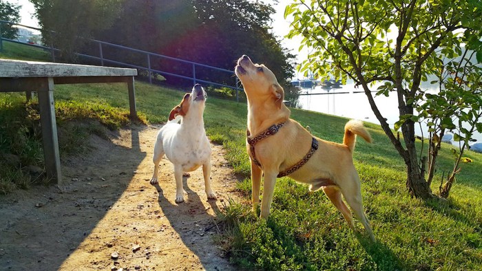 遠吠えする2匹の犬