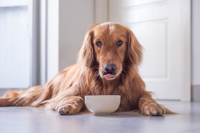 食器の前に伏せて鼻先を舌で舐めている犬