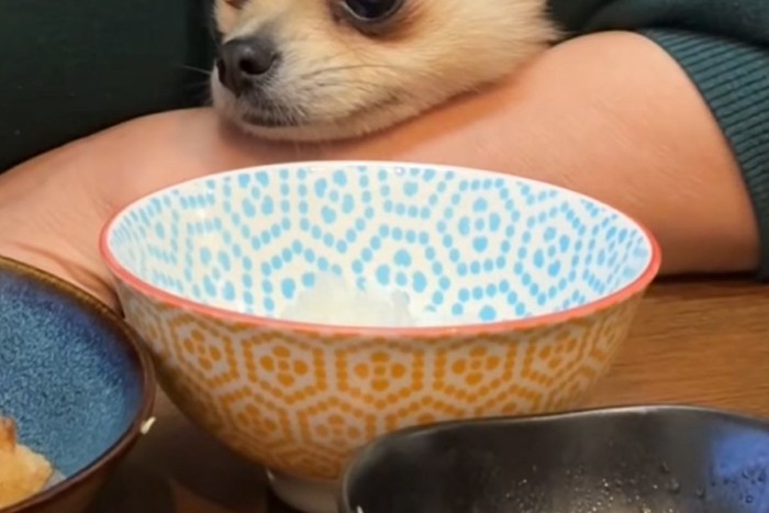 ご飯中に覗いてきたコナンくん