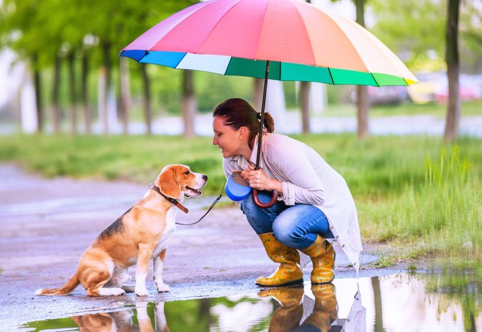 傘の下の犬と飼い主