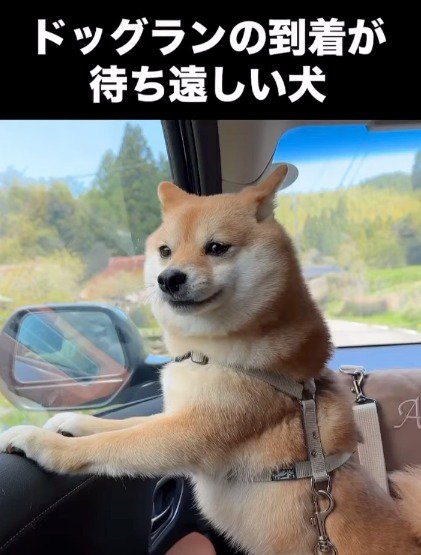 車の窓に手を乗せて、外を眺める犬