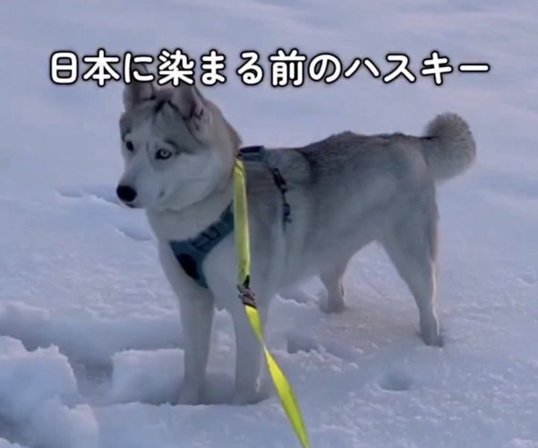 雪の中でじっと見つめる犬