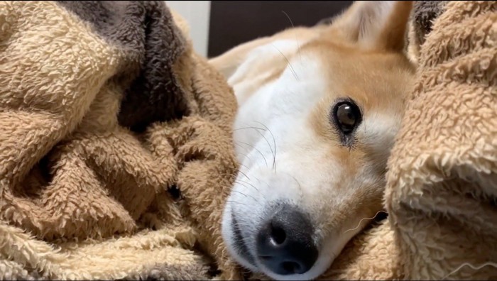 布団に入りながら飼い主を見つめる犬