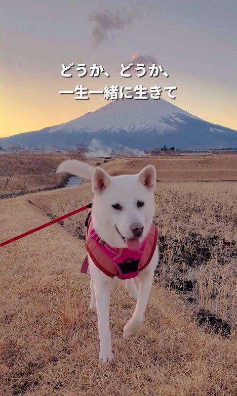 マナちゃんの現在までの軌跡⑩