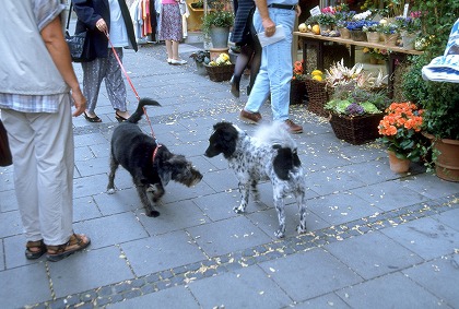 犬が2匹で挨拶している写真