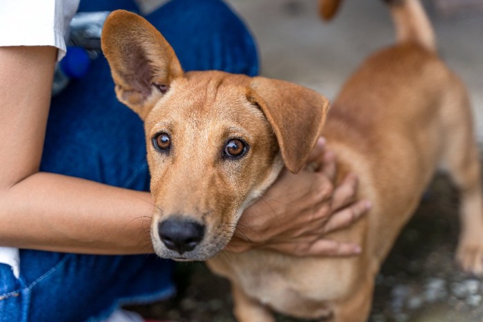 触れられる不安そうな顔の犬