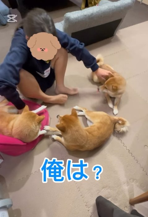 豆柴たちを順番に撫でる次女