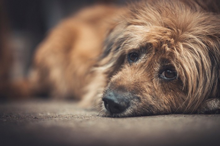 悲しげな表情で伏せる犬のアップ