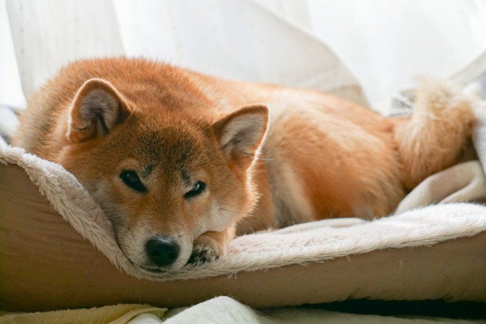 ベッドでくつろぐ柴犬