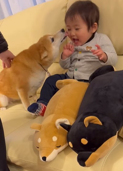 赤ちゃんの頬を舐める犬