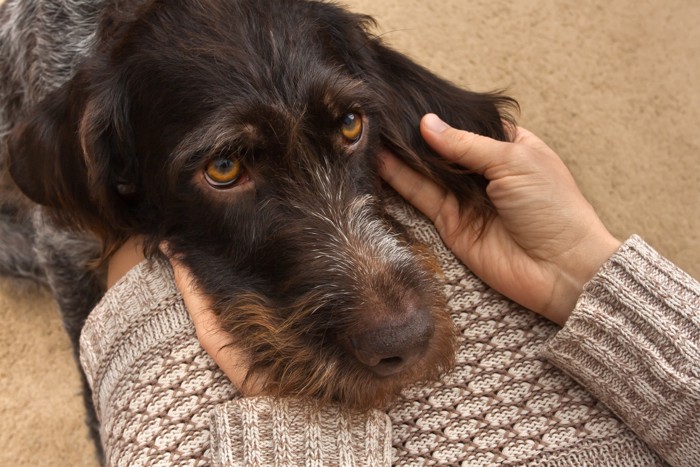 飼い主の膝に頭を置いて上目遣いをしている犬