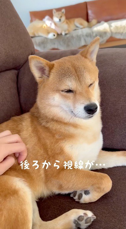 飼い主に体を撫でられて目を細めるメスの柴犬