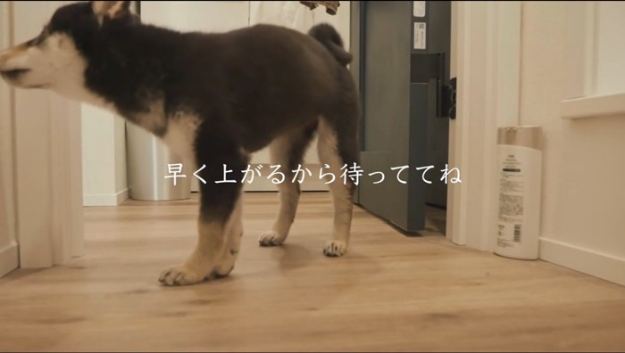 風呂に入っている飼い主を浴室前で待つ犬