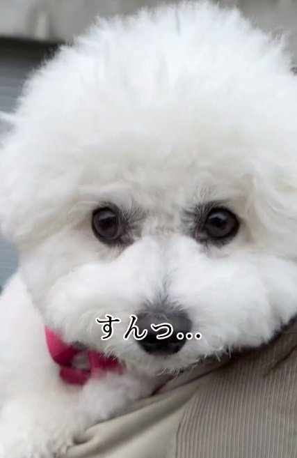 お顔が曇るもこちゃん