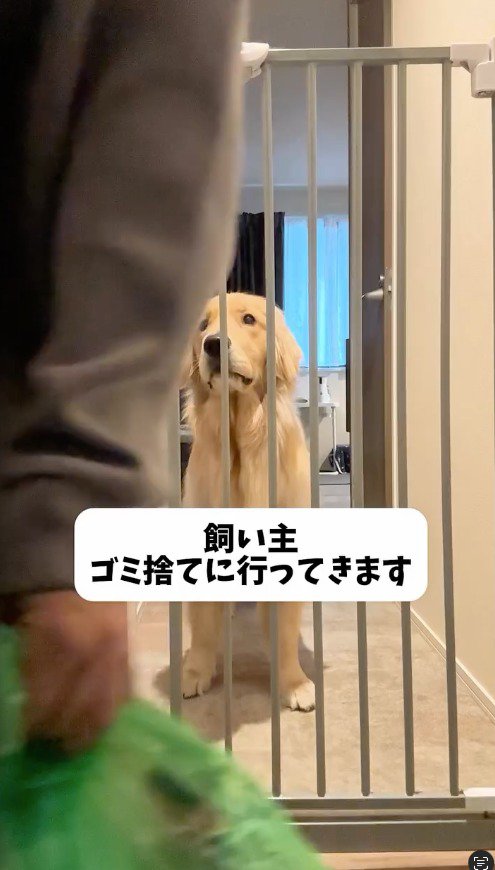 玄関を出ようとする飼い主を見つめる犬