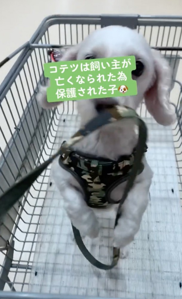 カートの中で立ち上がる犬