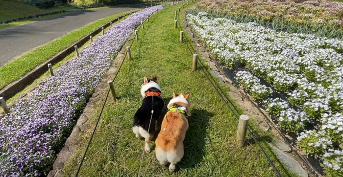 散歩する犬の後ろ姿