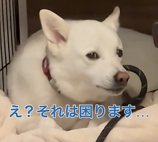 横目で見つめる犬
