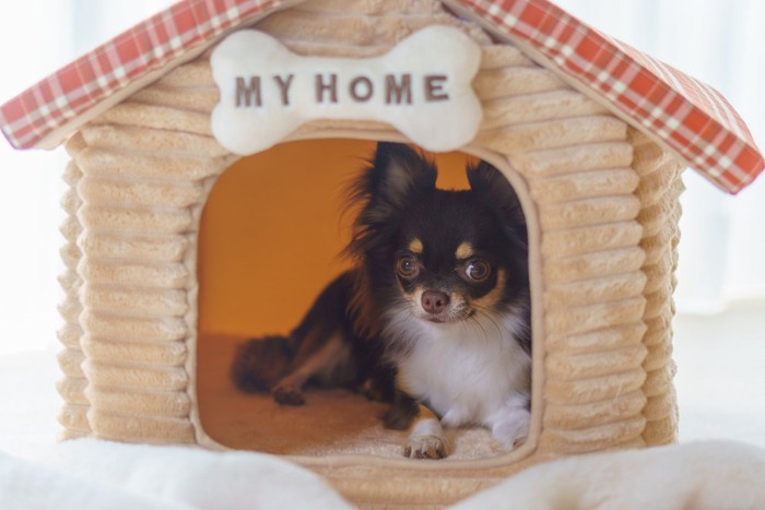 ハウス型ベッドに入る犬