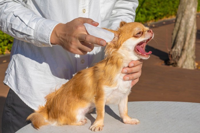 耳掃除を嫌がる犬