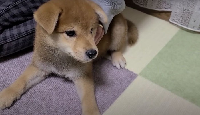 伏せる子犬