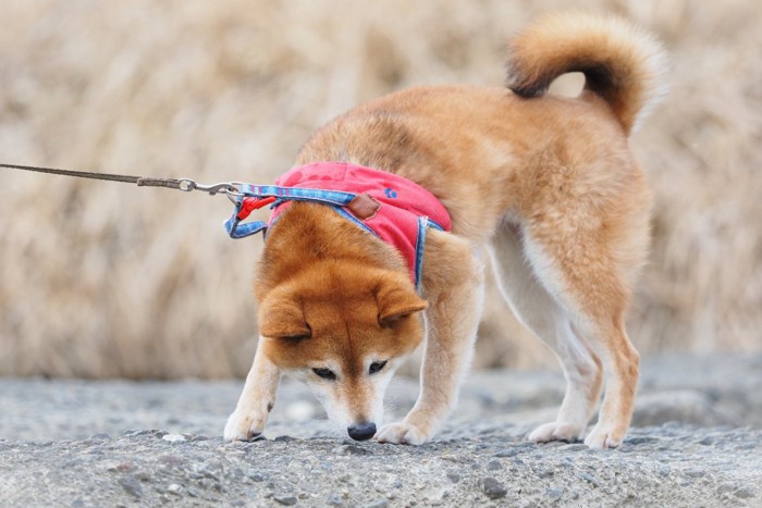 散歩中の柴犬