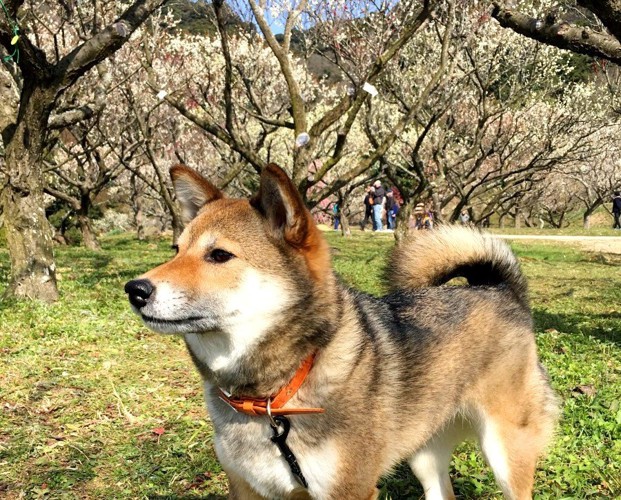 梅林に立つ柴犬