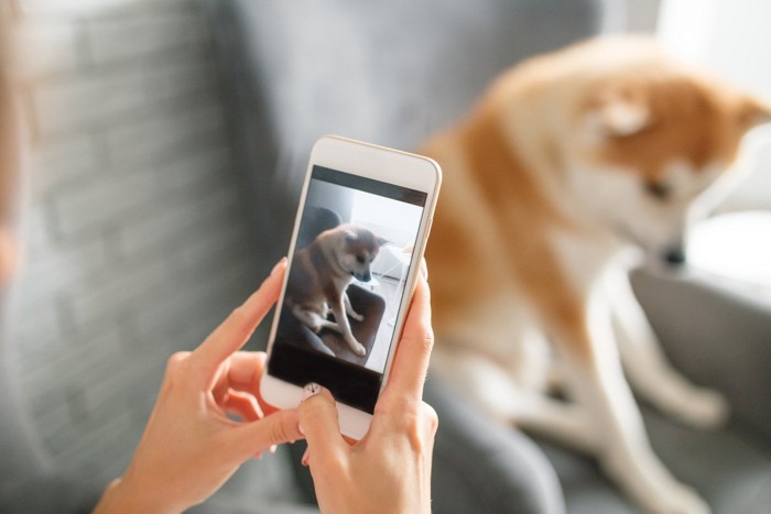 スマホで犬の写真を撮る手と座っている犬