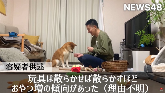 おやつをたくさん貰う柴犬