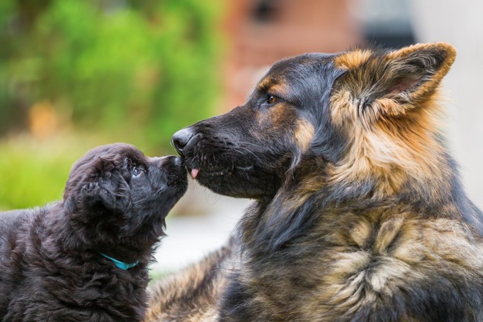 老犬と子犬