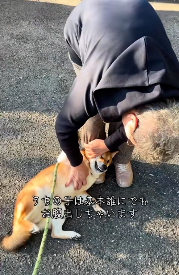 ヘソ天する柴犬さん