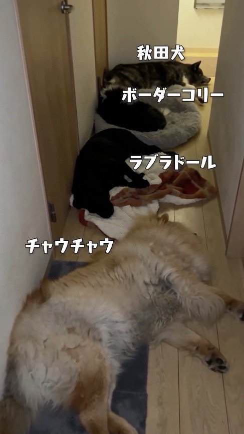 廊下を陣取る犬たち