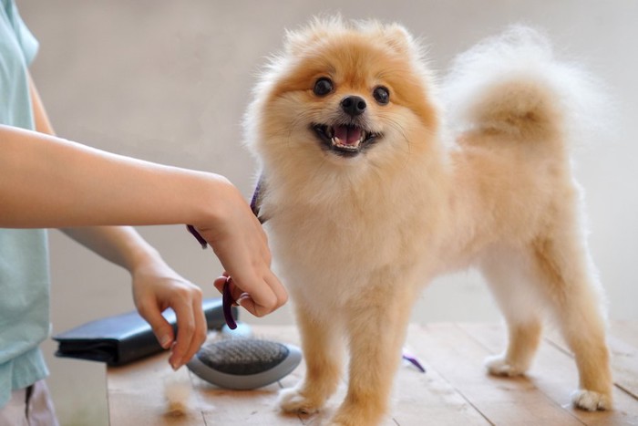 台の上でトリミングされている犬